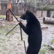 Illustration for article titled We should've seen Nunchaku Bear coming, but now it's too late